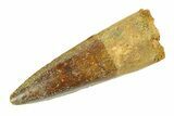 Fossil Spinosaurus Tooth - Real Dinosaur Tooth #346768-1